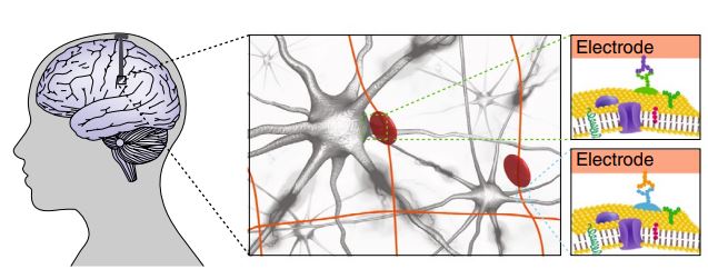 Precision Electronic Medicine And The Future Of Mind Control