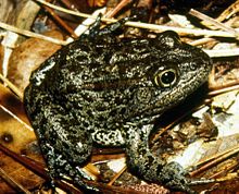 Mississippi Gopher Frog: Science 2.0 Beats Center For Biological Diversity In The Supreme Court 8-0