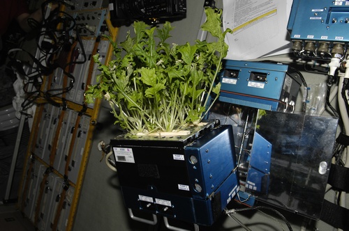 Mycorrhiza Means Space Farms