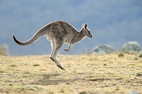 Giant Kangaroos Were More Likely To Walk Than Hop