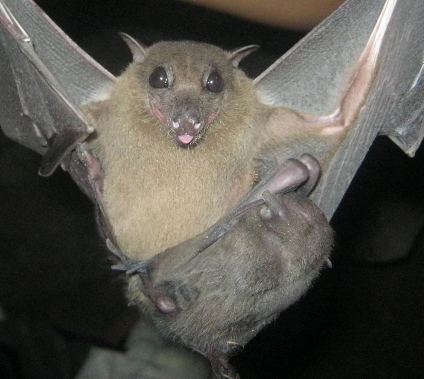 Coronavirus Is Not New, It's Been Evolving Along With Bats For Millions Of Years