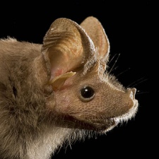 mouse-tailed bat Rhinopoma microphyllum and R. Cystops hibernate at warm temperatures