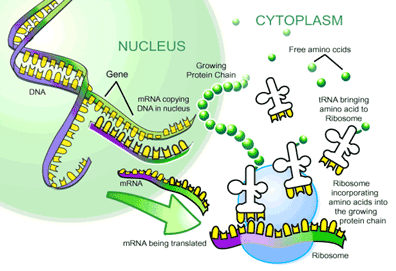 New Way To Change Genetic Code