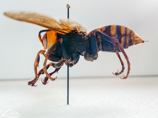 How Science Stopped Murder Hornets In Their Tracks