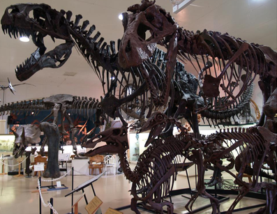 Dinosaur BMI:  Computer Model Decides Fattysaurus Versus Thinnysaurus