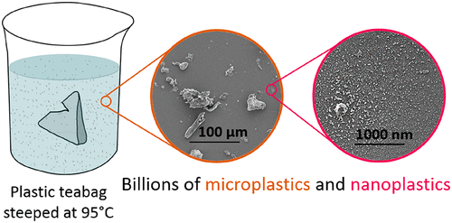 Teabags Release Nano Particles Into Tea. Should You Be Worried?