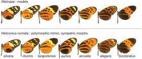 Supergenes And Butterfly Mimicry