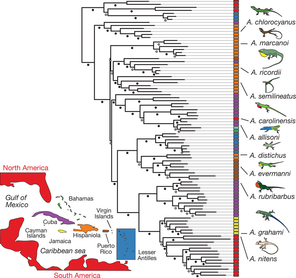 Lizard Genome Revealed