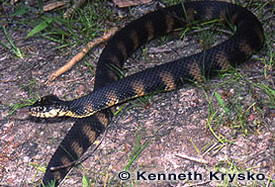 Meanwhile in Florida, The Annual Lake Hollingsworth Snake Orgy Is Happening