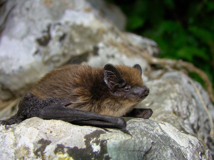 Blade Feathering May Cause A Lot Fewer Flying Creature Deaths Due To Wind Power