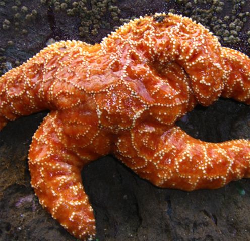Mystery Virus That Turned Starfish Into Goo Identified