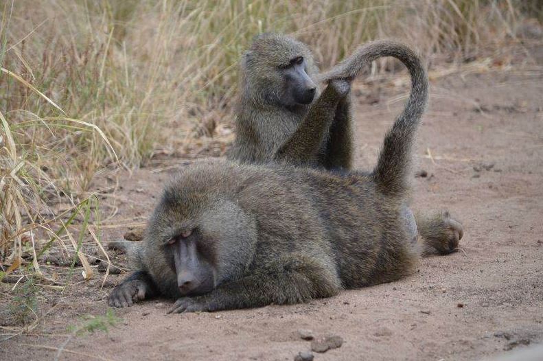 Hybridization, Associated Gene Exchange In Baboons: How New Species Emerge