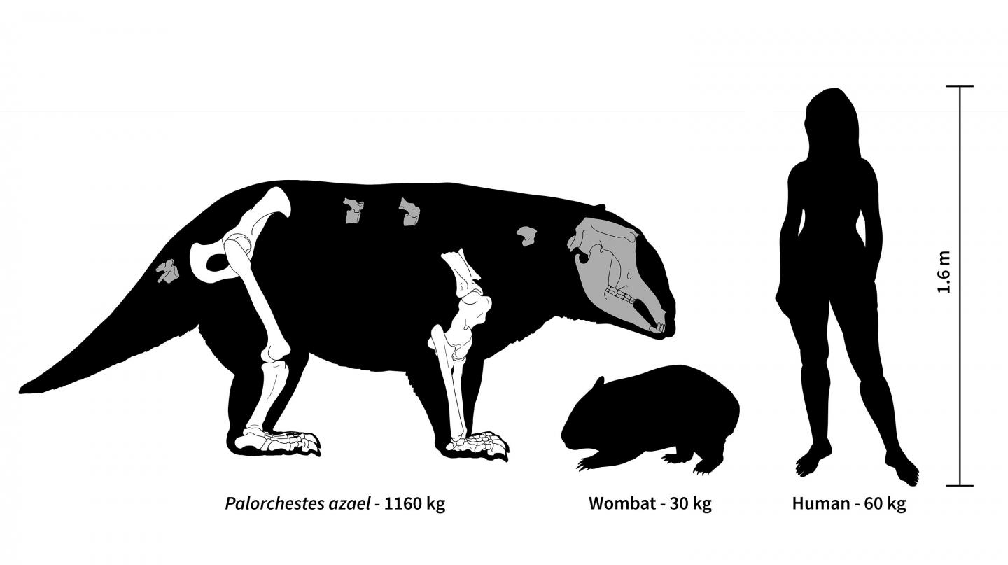 Palorchestes Azael: Wombat Ancestor Weighed 2,000 Lbs.