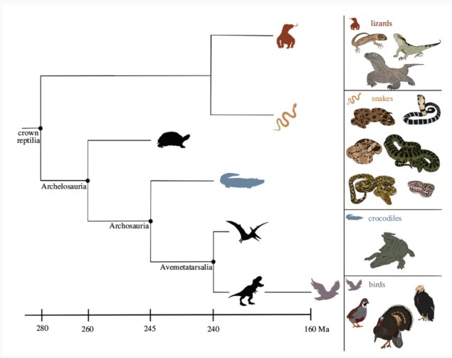 Spontaneous Generation, Virgin Birth, Whatever The Term A Female Crocodile Made Herself Pregnant