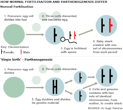 ISCO And The Power Of Parthenotes