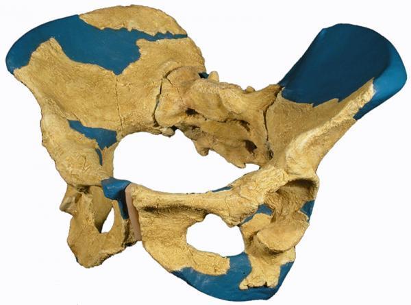 Smarter Throughout History? New Fossil Says No (Ancient Humans Were Big-Headed Too!)