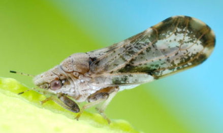 Adult Asian citrus psyllid. Photograph by Jeffrey Lotz, FDACS-Division of Plant Industry