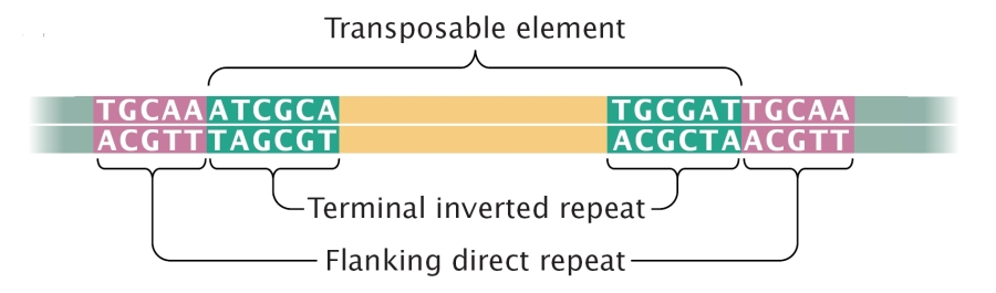 Jumping Genes And Replication