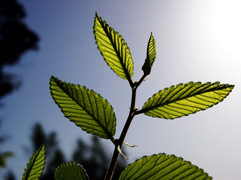 Plants Absorb More CO2 Than We Thought, But...