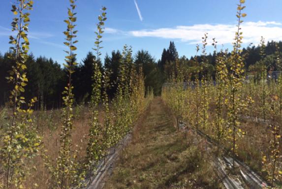 Genetically Rescued Organism: A GM Poplar That Produces Less Isoprene But Grows Just As Fast