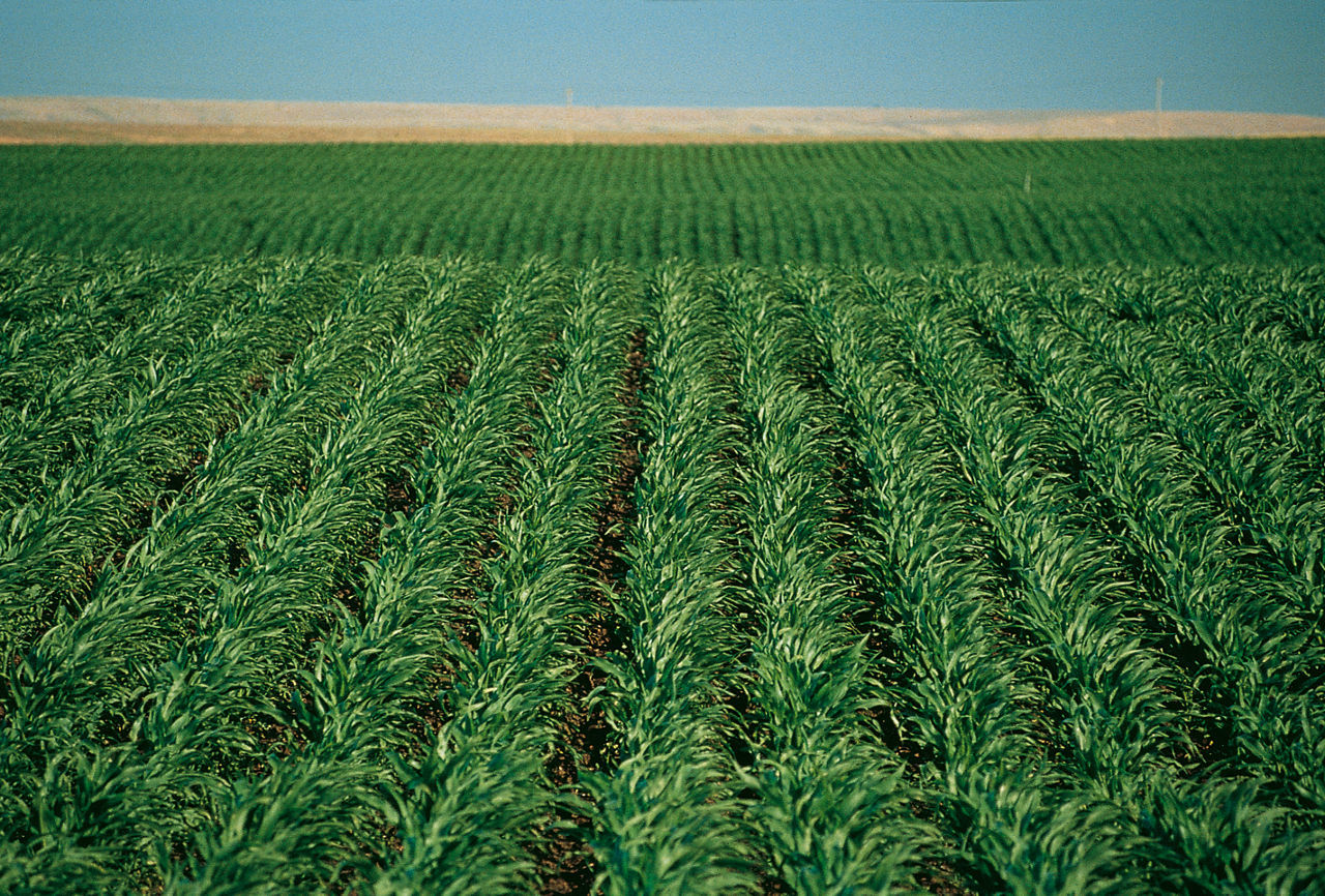 Short Corn: How Science Saved The Public From Food Shortages, Though Environmentalists Oppose It