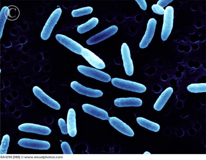Engineering Microbes To Kill Pseudomonas