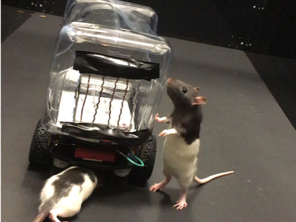 Rodent Operated Vehicles: A Whole New Kind Of Rat Race