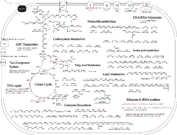 How Mitochondria Began - Parasitic Coevolution Gets A New Wrinkle