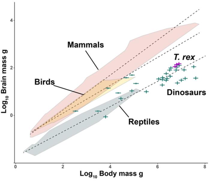 More Like Lizards: Claim That T. Rex Was As Smart As Monkeys Refuted