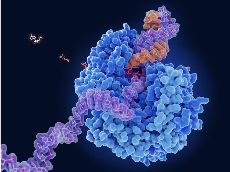 Illustration of Remdesivir blocking a viral RNA polymerase from replicating RNA