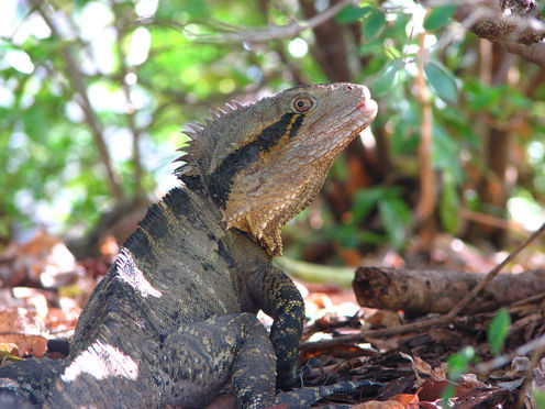 There Is No Such Thing As Reptiles Any More – Here's Why