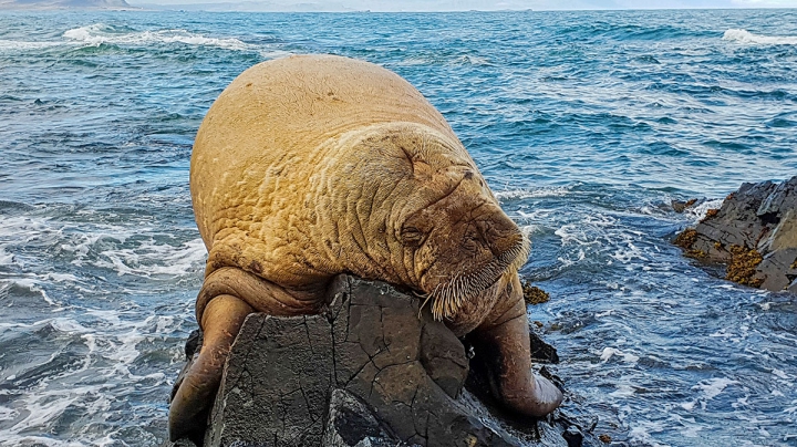 Vikings Blamed For Disappearance Of Icelandic Walrus