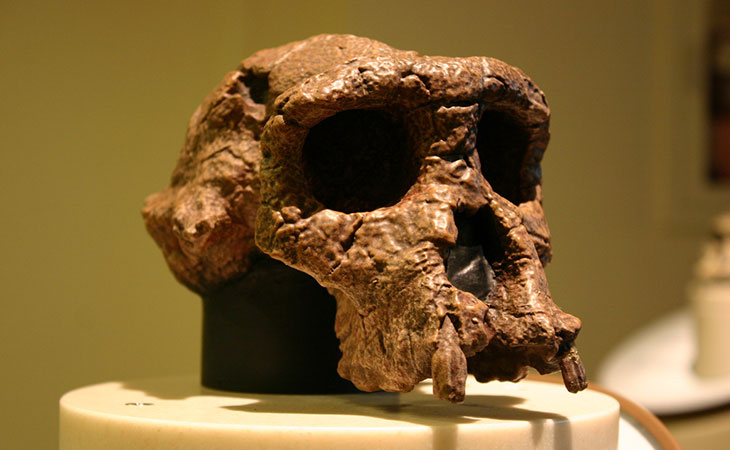 Why A Skull May Not Tell Us If An Ancient Human Walked Upright