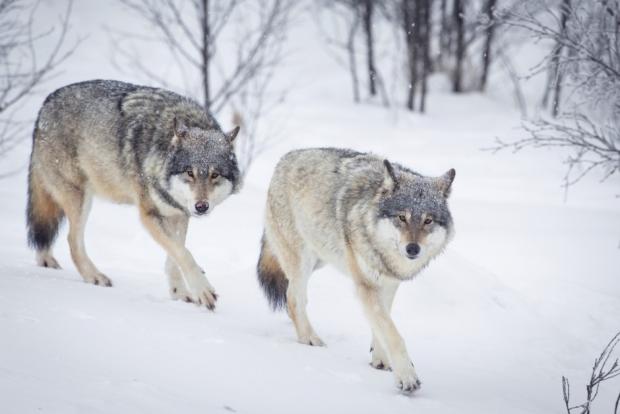 The Mysterious Genetic Origin Of Scandinavian Wolves