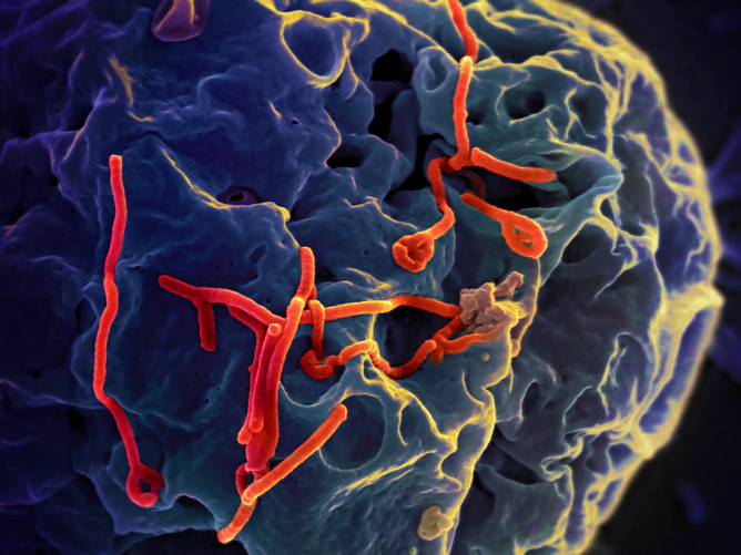 Mutating Ebola Viruses Not As Scary As Evolving Ones
