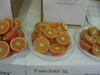 Part Tangerine, Part Orange, Part Mandarin, All New Fruit