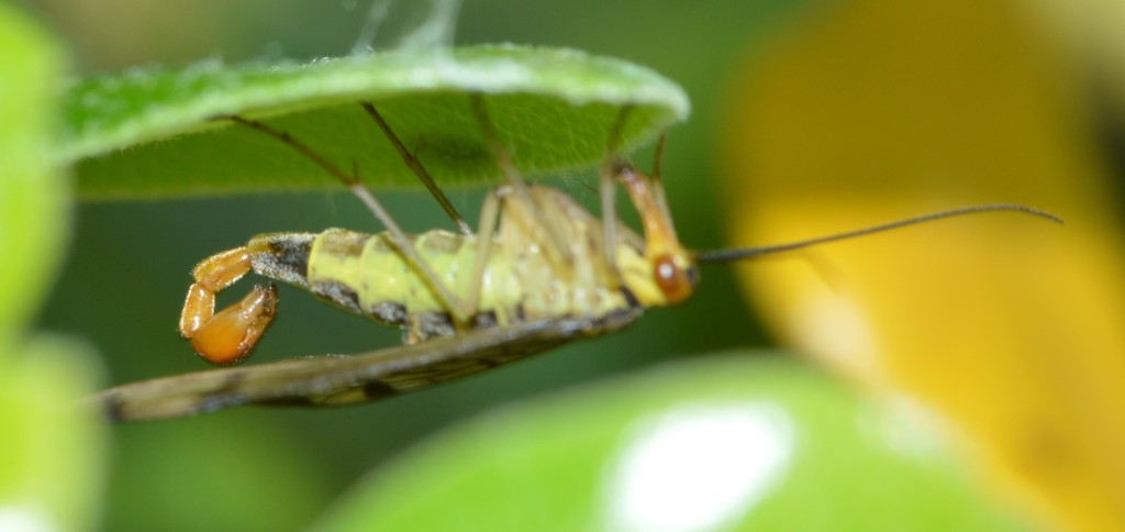 scorpionfly