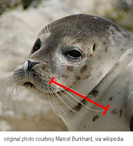 How Fast Do Whiskers Grow? (in Seals And Sealions)