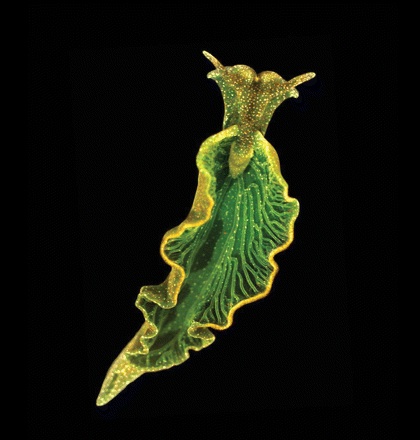 Sea Slugs Generating Green Energy