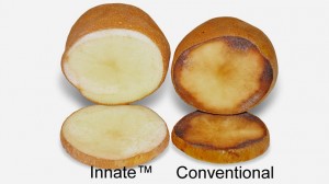 Simplot Innate GM Potato Gets USDA Endorsement