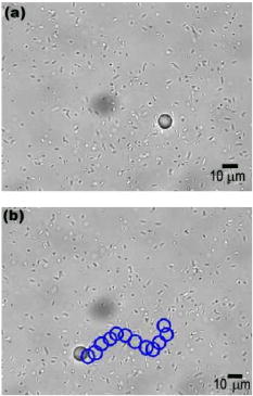 Sitti's microcyborg bead.