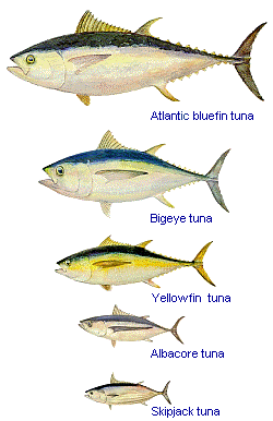 Tuna Fish Size Chart