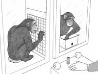 Chimps Nicer Than Previously Thought