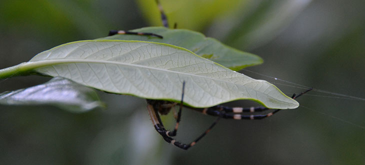 Humans May Have A Spidey Sense For Blind Spots