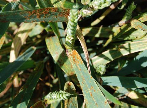 Update On The Science Race Against Wheat Stem Rust