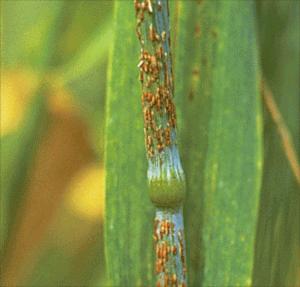 Not Even The Wheat Is Safe In Afghanistan As New Disease Approaches