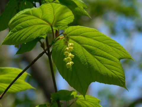 Plant Sex: Striped Maple Trees Often Flip Sexes, While Females Are More Likely To Die