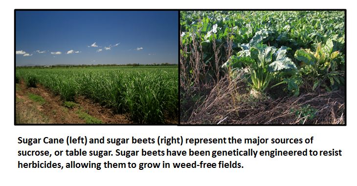 Sweet Irony:  The Environmental Impacts Of GMO Sugar Science Denial