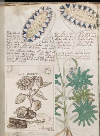 Voynich manuscript