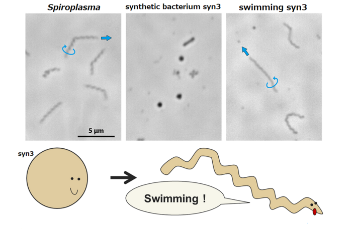 Syn3: This Synthetic Bacteria Is The Smallest Mobile Lifeform Ever (Artificially) Created